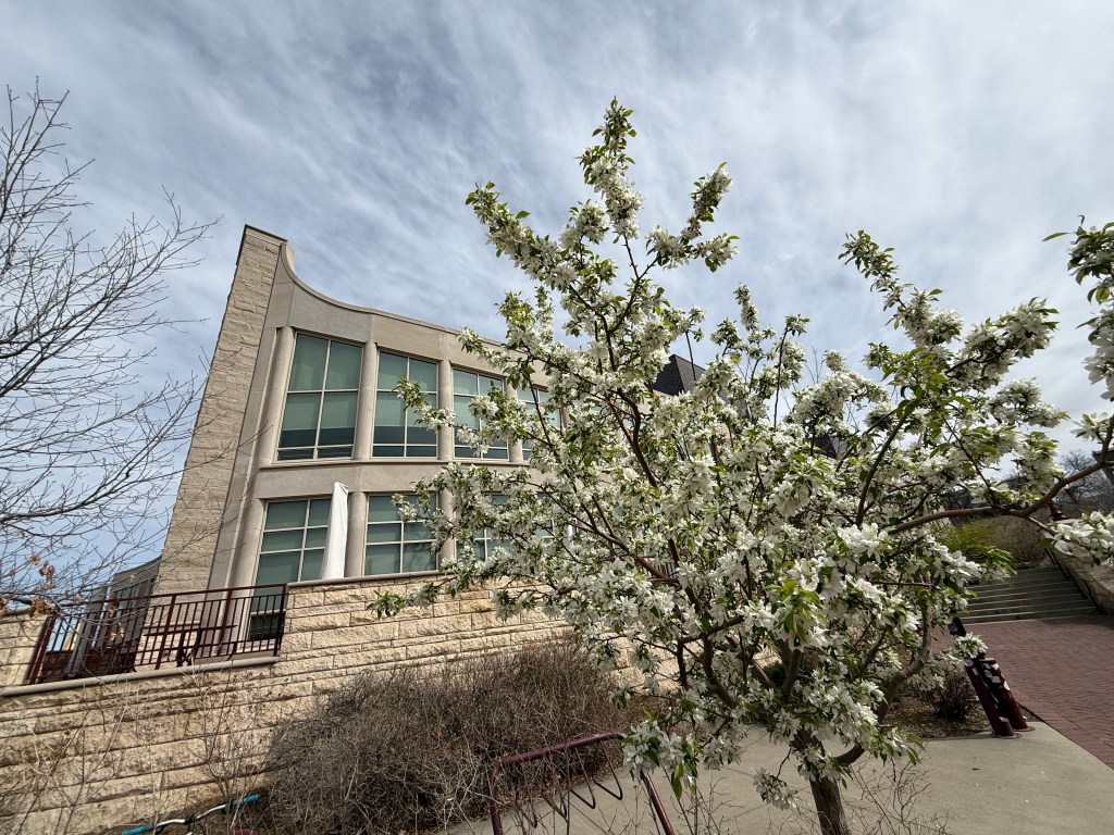 The Accidental Librarian